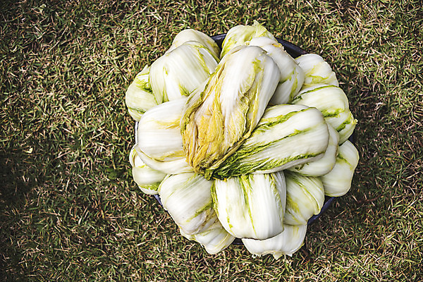 포토 JPG 주간 사람없음 야외 여러개 배추 절임배추 국내포토 자연요소 다수 채소 식재료 파일형식