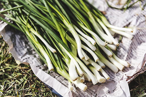 포토 자연요소 다수 채소 간행물 뉴스 파일형식 신문 여러개 주간 야외 파 사람없음 JPG 식재료 국내포토