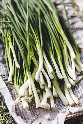 포토 자연요소 다수 채소 간행물 뉴스 파일형식 여러개 신문 주간 야외 파 사람없음 JPG 식재료 국내포토