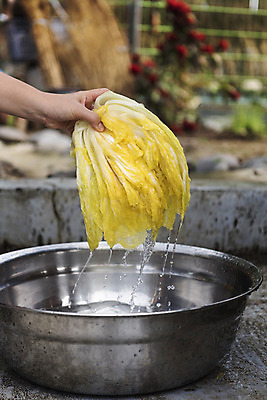 포토 자연요소 1 채소 사람 신체부위 청결 파일형식 한개 주간 야외 대야 씻기 물 배추 손 주부 여자 한명 JPG 국내포토