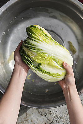 포토 JPG 손 여자 한명 신체부위 물 씻기 배추 주부 김장 대야 절임배추 국내포토 자연요소 1 채소 식재료 사람 청결 파일형식