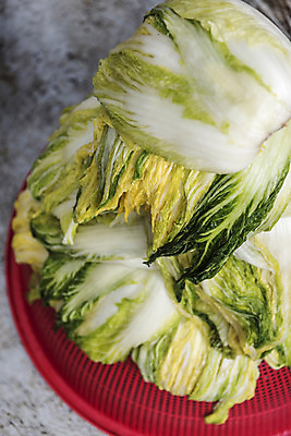 포토 JPG 사람없음 물 여러개 씻기 배추 절임배추 국내포토 자연요소 다수 채소 식재료 청결 파일형식