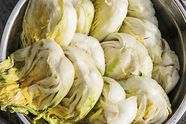 포토 JPG 사람없음 물 여러개 씻기 배추 절임배추 국내포토 자연요소 다수 채소 식재료 청결 파일형식