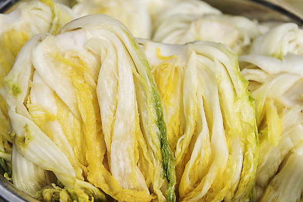 포토 JPG 사람없음 물 여러개 씻기 배추 절임배추 국내포토 자연요소 다수 채소 식재료 청결 파일형식