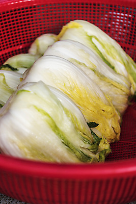 포토 JPG 사람없음 물 바구니 여러개 씻기 배추 절임배추 국내포토 자연요소 다수 채소 식재료 청결 파일형식