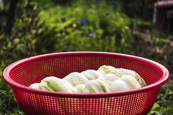 포토 JPG 주간 사람없음 야외 바구니 여러개 배추 김장 절임배추 국내포토 자연요소 다수 채소 식재료 파일형식