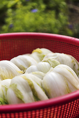 포토 JPG 사람없음 야외 바구니 여러개 배추 김장 절임배추 국내포토 다수 채소 식재료 파일형식