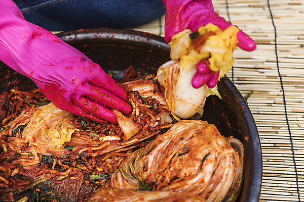 포토 JPG 손 신체부위 배추 돗자리 주부 발효 고무장갑 배추김치 김장 발효음식 포기김치 국내포토 음식 장갑 채소 김치 사람 고무 파일형식