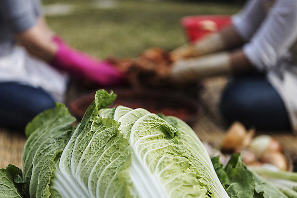 포토 채소 촬영기법 사람 파일형식 아웃포커스 김장 배추 하반신 주부 여자 두명 JPG 국내포토