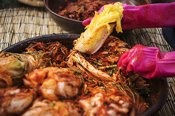 포토 JPG 손 신체부위 배추 돗자리 주부 발효 고무장갑 배추김치 김장 발효음식 포기김치 국내포토 음식 장갑 채소 김치 사람 고무 파일형식