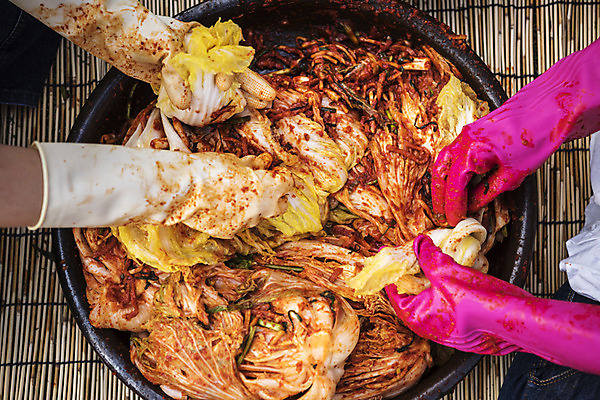 포토 JPG 손 신체부위 배추 돗자리 발효 고무장갑 배추김치 김장 발효음식 포기김치 국내포토 음식 장갑 채소 김치 사람 고무 파일형식