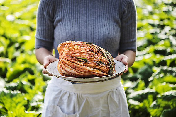 포토 JPG 접시 여자 한식 한명 들기 앞치마 배추 니트 주부 배추김치 배추밭 텃밭 포기김치 한포기 국내포토 1 식기 음식 상의 밭 채소 모션 김치 사람 파일형식