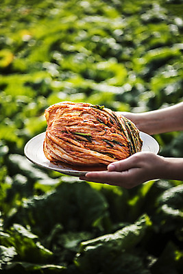 포토 JPG 주간 접시 손 한식 한명 야외 신체부위 배추 발효 배추김치 배추밭 발효음식 텃밭 포기김치 한포기 국내포토 자연요소 1 식기 음식 밭 채소 김치 사람 파일형식