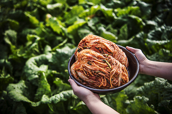 포토 JPG 주간 손 한식 야외 신체부위 배추 발효 배추김치 배추밭 발효음식 두포기 텃밭 포기김치 국내포토 자연요소 음식 2 밭 채소 김치 사람 파일형식