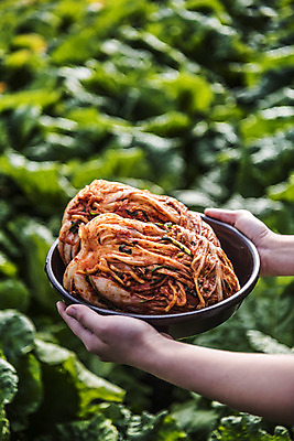 포토 JPG 주간 접시 손 여자 한식 한명 야외 신체부위 배추 주부 배추김치 배추밭 두포기 텃밭 포기김치 국내포토 자연요소 1 식기 음식 2 밭 채소 김치 사람 파일형식