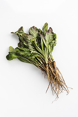 포토 JPG 스튜디오촬영 식재료 실내 사람없음 농작물 여러개 흰배경 고들빼기 김장재료 국내포토 다수 백그라운드 농업 내부 흰색 나물 김장 파일형식