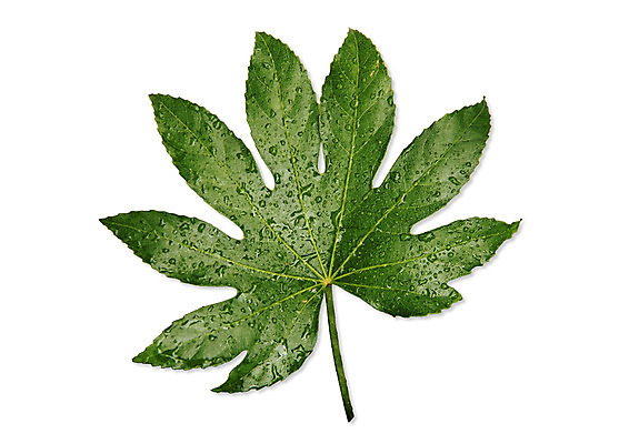 PSD 편집이미지 나뭇잎 북유럽스타일 사람없음 물방울 감성 보테니컬아트 이미지편집 컨셉 잎 스타일 파일형식