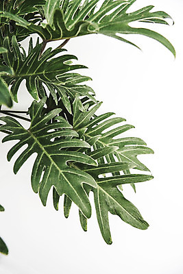 PSD 편집이미지 나뭇잎 북유럽스타일 사람없음 감성 보테니컬아트 이미지편집 컨셉 잎 스타일 파일형식