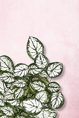 PSD 식물 편집이미지 잎 북유럽스타일 사람없음 감성 보테니컬아트 이미지편집 컨셉 스타일 파일형식