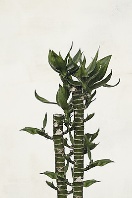 PSD 나무 편집이미지 북유럽스타일 사람없음 감성 행운목 보테니컬아트 이미지편집 식물 컨셉 스타일 파일형식