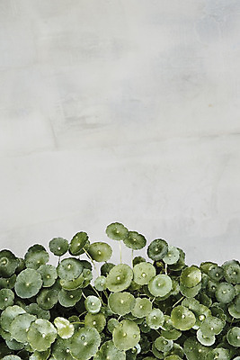 PSD 편집이미지 북유럽스타일 사람없음 감성 보테니컬아트 워터코인 이미지편집 식물 컨셉 스타일 파일형식