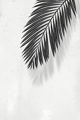 PSD 편집이미지 잎 북유럽스타일 사람없음 야자수 열대식물 감성 보테니컬아트 트로피컬아트 이미지편집 나무 식물 컨셉 그림 스타일 파일형식