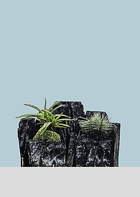 PSD 식물 편집이미지 잎 북유럽스타일 사람없음 감성 숯 보테니컬아트 이미지편집 컨셉 스타일 파일형식