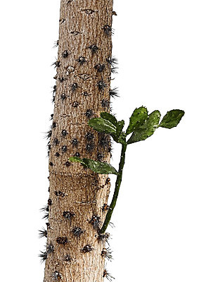 PSD 편집이미지 잎 선인장 북유럽스타일 사람없음 감성 보테니컬아트 트로피컬아트 이미지편집 식물 컨셉 그림 스타일 파일형식