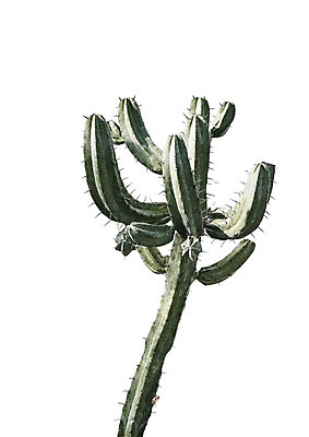 PSD 편집이미지 선인장 북유럽스타일 사람없음 감성 보테니컬아트 트로피컬아트 이미지편집 식물 컨셉 그림 스타일 파일형식