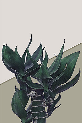 PSD 식물 잎 일러스트 북유럽스타일 사람없음 감성 보테니컬아트 국내일러스트 컨셉 스타일 파일형식