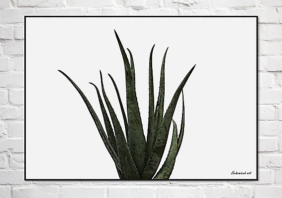 PSD 액자 일러스트 선인장 북유럽스타일 사람없음 감성 보테니컬아트 트로피컬아트 국내일러스트 식물 컨셉 그림 스타일 파일형식