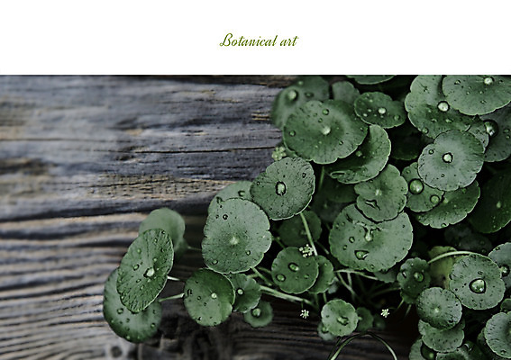 PSD 일러스트 북유럽스타일 사람없음 감성 보테니컬아트 워터코인 국내일러스트 식물 컨셉 스타일 파일형식