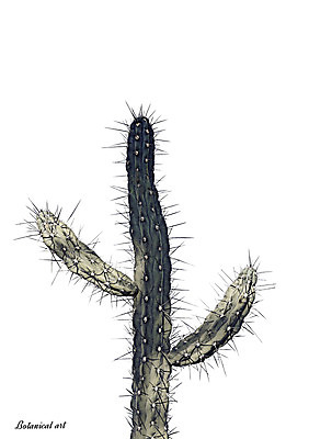 PSD 일러스트 선인장 북유럽스타일 사람없음 감성 보테니컬아트 트로피컬아트 국내일러스트 식물 컨셉 그림 스타일 파일형식