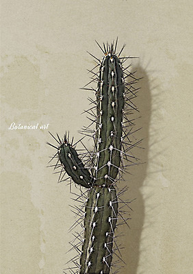 PSD 일러스트 선인장 북유럽스타일 사람없음 감성 보테니컬아트 트로피컬아트 국내일러스트 식물 컨셉 그림 스타일 파일형식