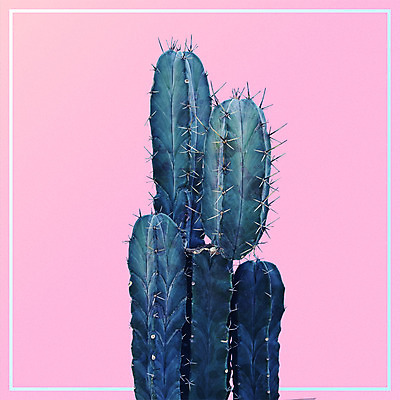 PSD 일러스트 선인장 북유럽스타일 사람없음 감성 보테니컬아트 트로피컬아트 국내일러스트 식물 컨셉 그림 스타일 파일형식