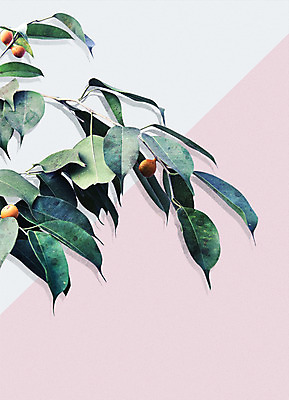 PSD 나무 식물 열매 잎 일러스트 북유럽스타일 사람없음 감성 보테니컬아트 국내일러스트 컨셉 스타일 파일형식