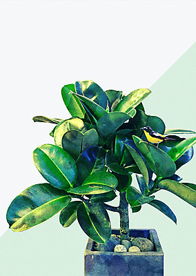 PSD 식물 화분 잎 일러스트 북유럽스타일 사람없음 조약돌 감성 보테니컬아트 국내일러스트 컨셉 돌_바위 스타일 파일형식