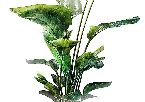 PSD 나무 일러스트 북유럽스타일 사람없음 감성 몬스테라 보테니컬아트 국내일러스트 식물 컨셉 스타일 파일형식