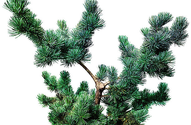 PSD 일러스트 북유럽스타일 사람없음 소나무 감성 보테니컬아트 국내일러스트 나무 컨셉 스타일 파일형식