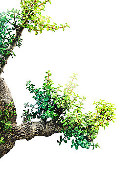 PSD 나무 일러스트 나뭇잎 북유럽스타일 사람없음 감성 보테니컬아트 국내일러스트 식물 컨셉 잎 스타일 파일형식