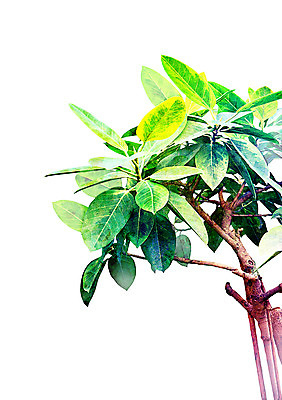 PSD 일러스트 나뭇잎 북유럽스타일 사람없음 감성 보테니컬아트 국내일러스트 컨셉 잎 스타일 파일형식