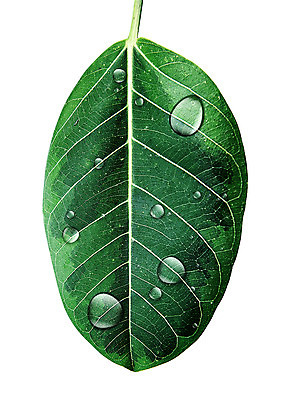 PSD 일러스트 나뭇잎 북유럽스타일 사람없음 물방울 감성 보테니컬아트 국내일러스트 컨셉 잎 스타일 파일형식