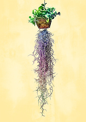 PSD 화분 일러스트 북유럽스타일 사람없음 뿌리 감성 보테니컬아트 행잉플랜트 국내일러스트 컨셉 스타일 파일형식