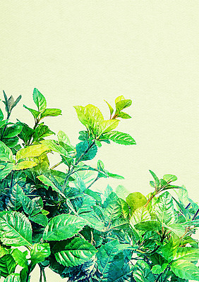 PSD 일러스트 나뭇잎 북유럽스타일 사람없음 감성 보테니컬아트 국내일러스트 컨셉 잎 스타일 파일형식