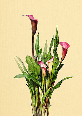 PSD 꽃 일러스트 북유럽스타일 사람없음 감성 보테니컬아트 국내일러스트 식물 컨셉 스타일 파일형식