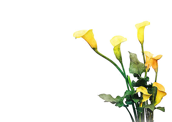 PSD 꽃 일러스트 북유럽스타일 사람없음 감성 보테니컬아트 국내일러스트 식물 컨셉 스타일 파일형식