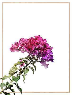 PSD 꽃 일러스트 북유럽스타일 사람없음 감성 보테니컬아트 국내일러스트 식물 컨셉 스타일 파일형식