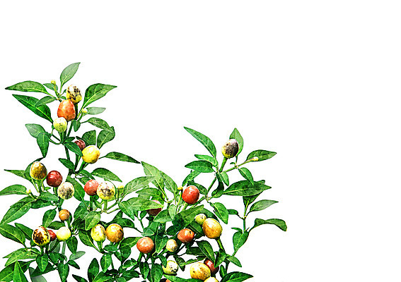 PSD 열매 일러스트 나뭇잎 북유럽스타일 사람없음 감성 보테니컬아트 국내일러스트 식물 컨셉 잎 스타일 파일형식