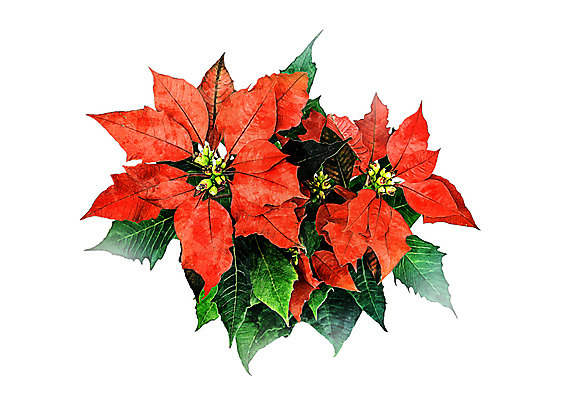 PSD 꽃 크리스마스 일러스트 북유럽스타일 사람없음 감성 포인세티아 보테니컬아트 국내일러스트 식물 기념일 컨셉 스타일 파일형식