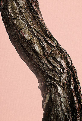 PSD 일러스트 북유럽스타일 사람없음 나무기둥 감성 고목 보테니컬아트 국내일러스트 나무 컨셉 스타일 파일형식